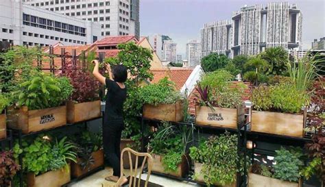  Quick & Easy Gardening: A Malaysian Journey into Cultivating Urban Edibles! 