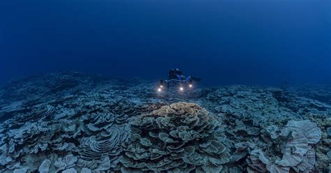  Coral Reef: A Chronicle of Beauty and Loss - Unveiling the Fragile Majesty of Brazil's Underwater World